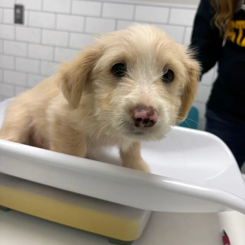 A baby small-sized male Yellow / Tan / Blond / Fawn Terrier dog named Cotton for adoption in Morganton, NC