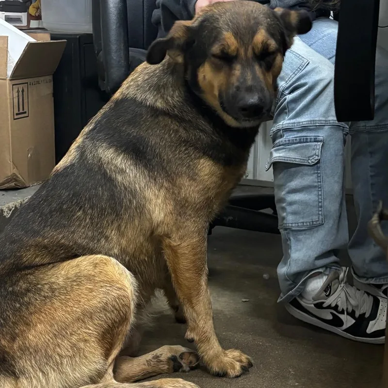 An adult large-sized female Mixed Breed dog named Bruna for adoption in Corbin, KY