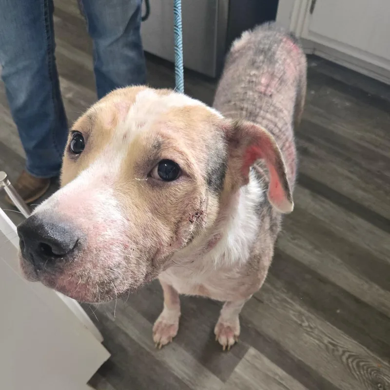 An adult medium-sized male White / Cream Mixed Breed dog named Max for adoption in Centerville, TN