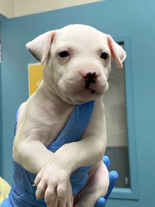 A baby small-sized female Pit Bull Terrier dog named Kelly The Cashier for adoption in Las Vegas, NV