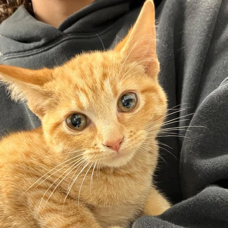 A baby small-sized male Orange / Red Domestic Short Hair cat named Scrubadub for adoption in Greenville, SC