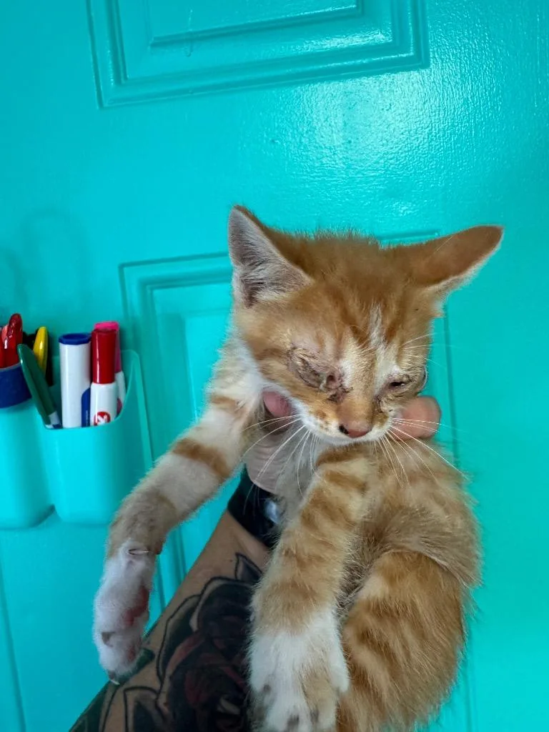 A baby medium-sized female Domestic Short Hair cat named Ember for adoption in Johnson City, TN