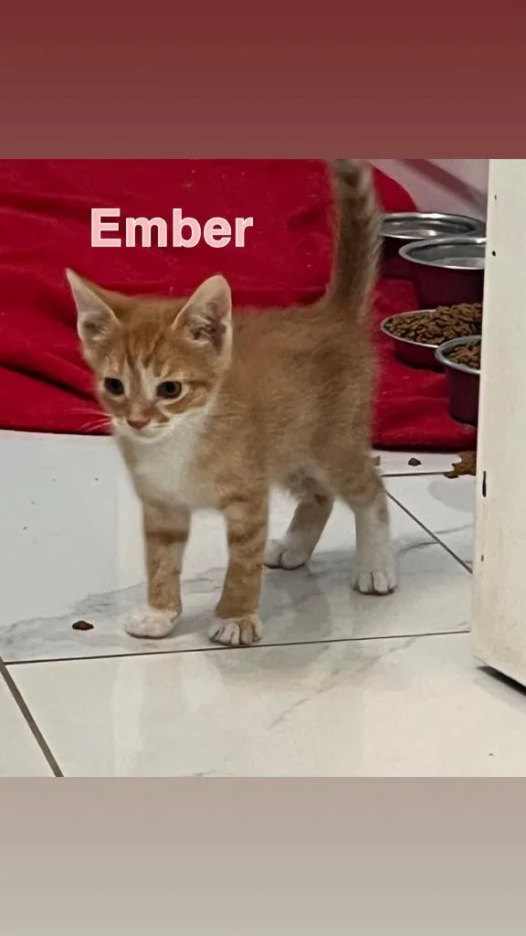 Ember thumbnail 2