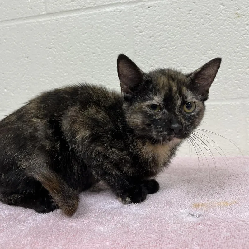 A baby small-sized female Tortoiseshell Domestic Short Hair cat named Swoope Torti for adoption in Verona, VA