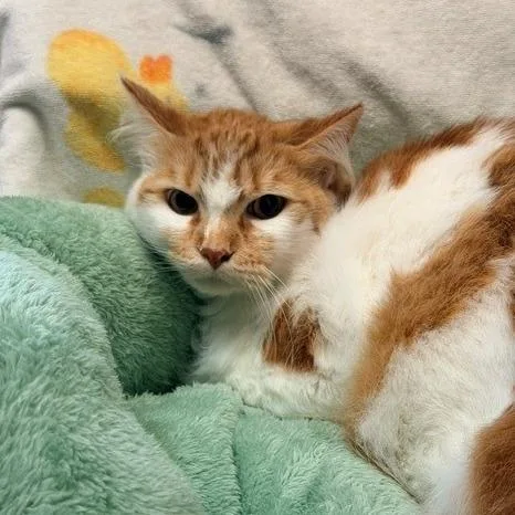 An adult large-sized male Orange / Red Domestic Medium Hair cat named Bart for adoption in Hawthorne, CA