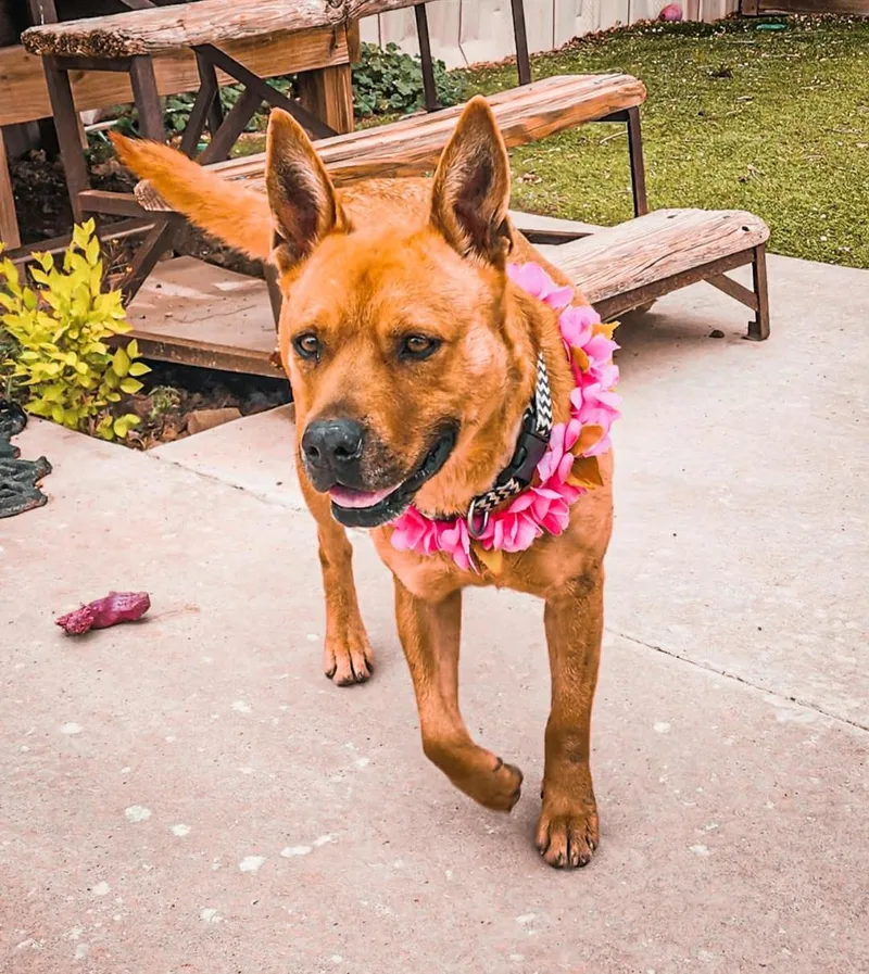 An adult medium-sized female Boxer dog named Chani for adoption in Tacoma, WA