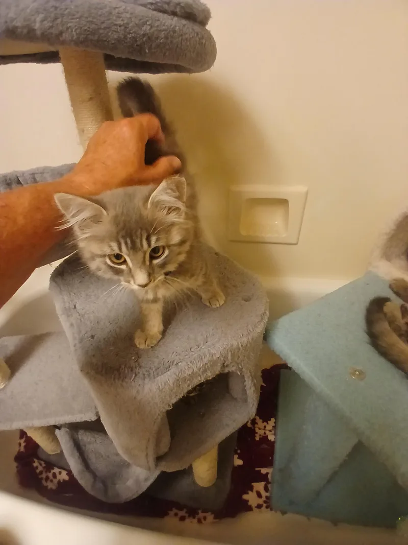 A baby small-sized female Gray / Blue / Silver Domestic Long Hair cat named Gigi for adoption in Elk Grove, CA
