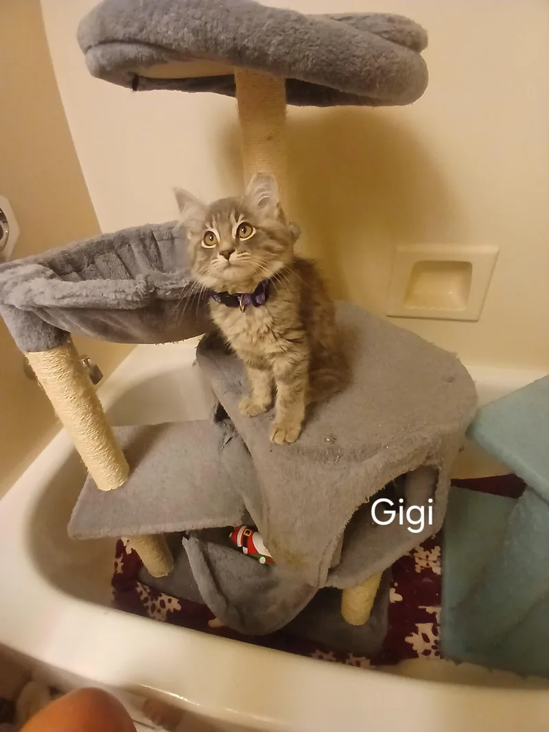 Gigi thumbnail 2