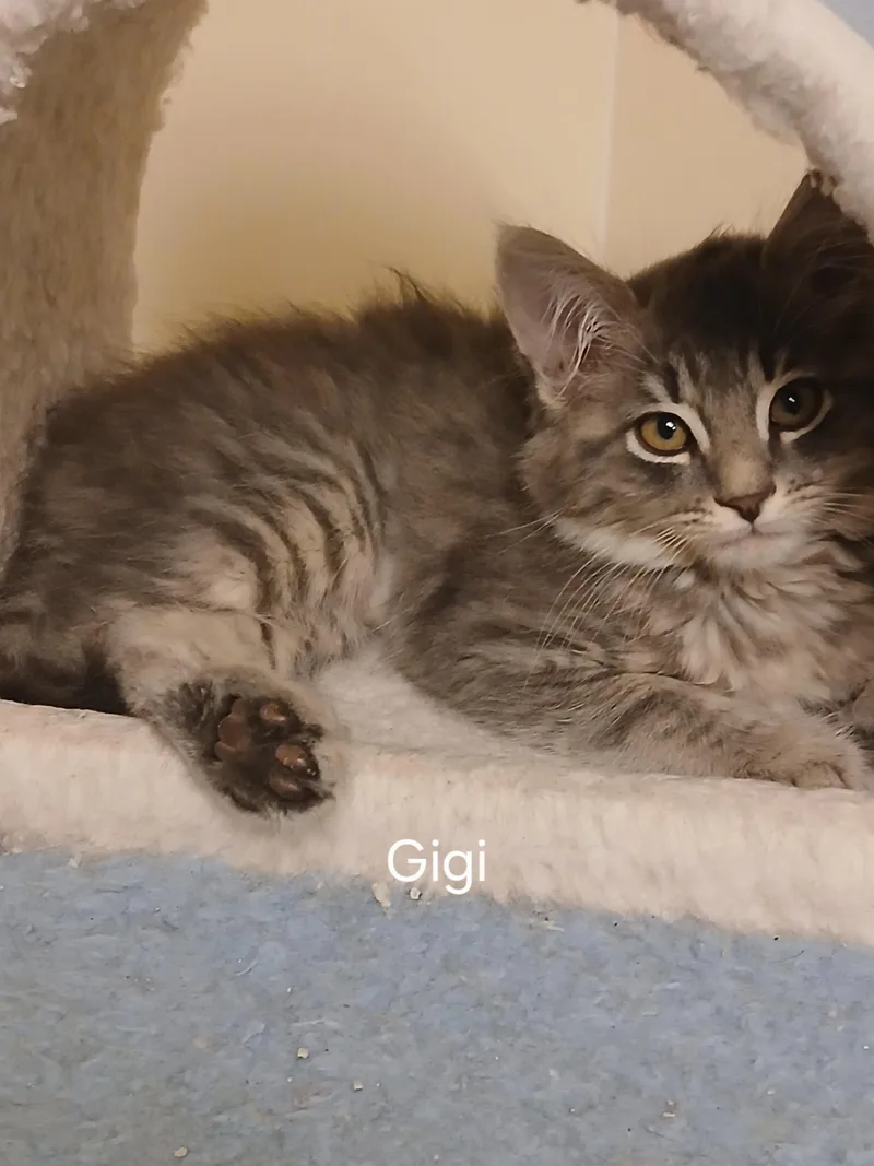Gigi thumbnail 3