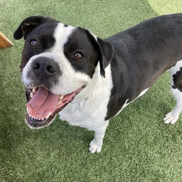 Oreo