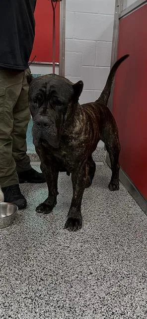 An adult extra large-sized female Bullmastiff dog named Sahara for adoption in Palmetto, FL