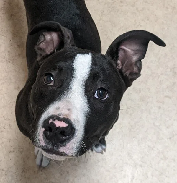 An adult large-sized male Pit Bull Terrier dog named Piggie for adoption in San Diego, CA