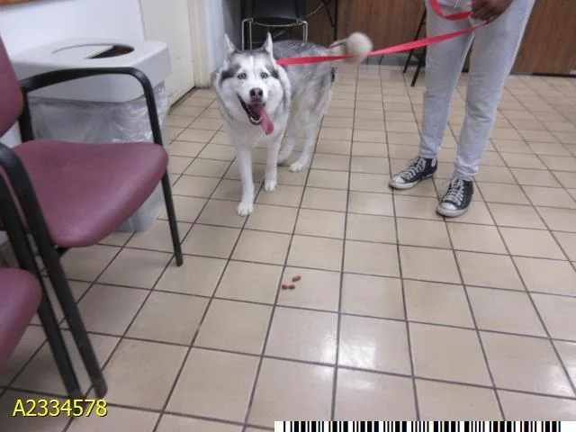A young large-sized female Mixed Breed dog named Jackie for adoption in West Palm Beach, FL