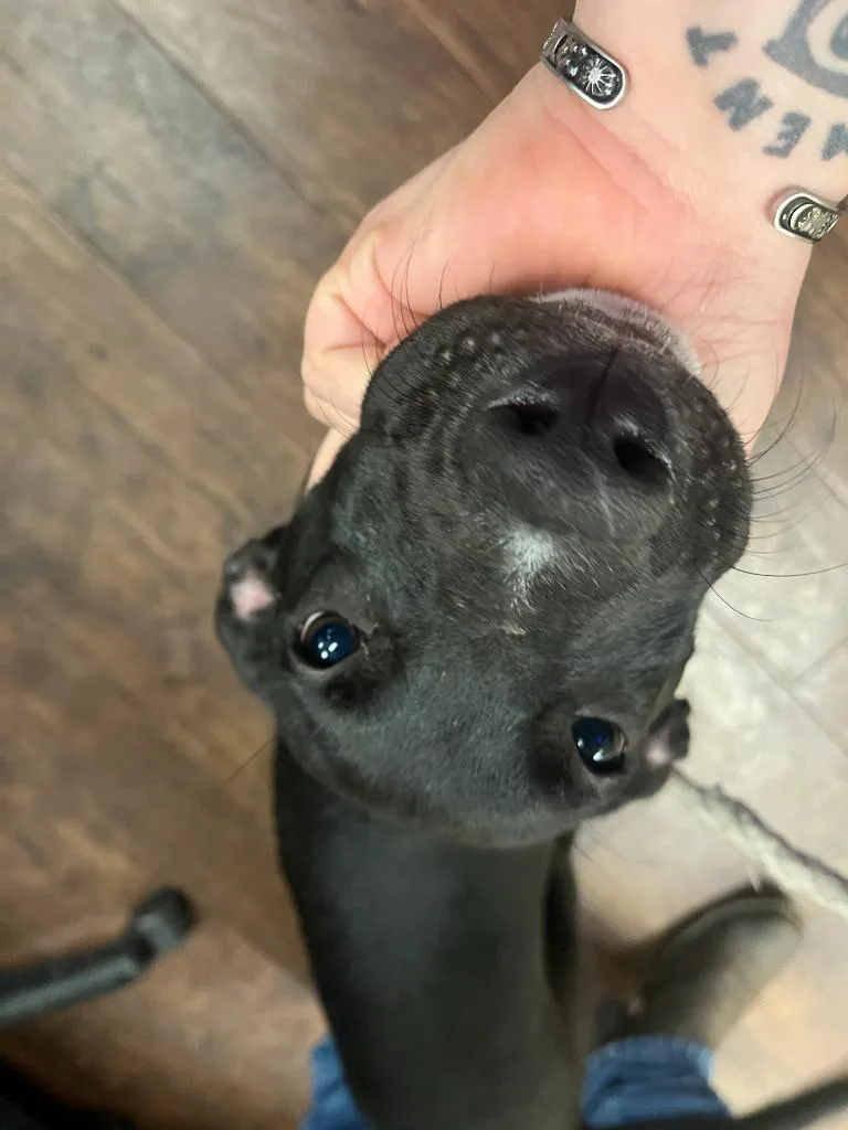 A baby medium-sized male Pit Bull Terrier dog named Dog Kennel for adoption in Greenville, TX