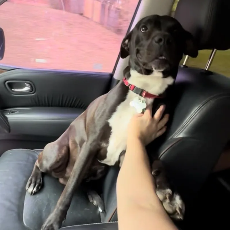 ~ Courtesy ~ Tuktuk thumbnail 2