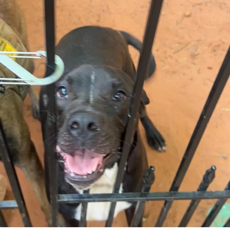 ~ Courtesy ~ Tuktuk thumbnail 3