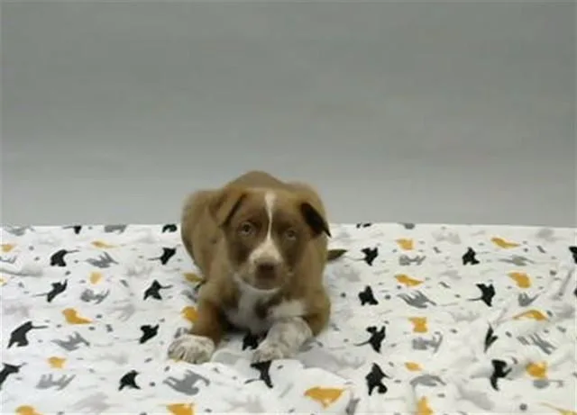 A young medium-sized male German Shepherd Dog dog named Rocky for adoption in Albuquerque, NM