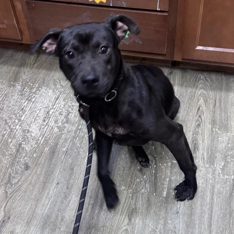 An adult medium-sized male Black Mixed Breed dog named Navy for adoption in Summerville, SC