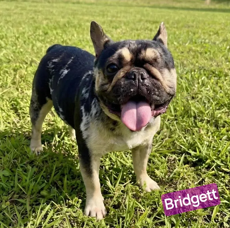 Bridgett thumbnail 3