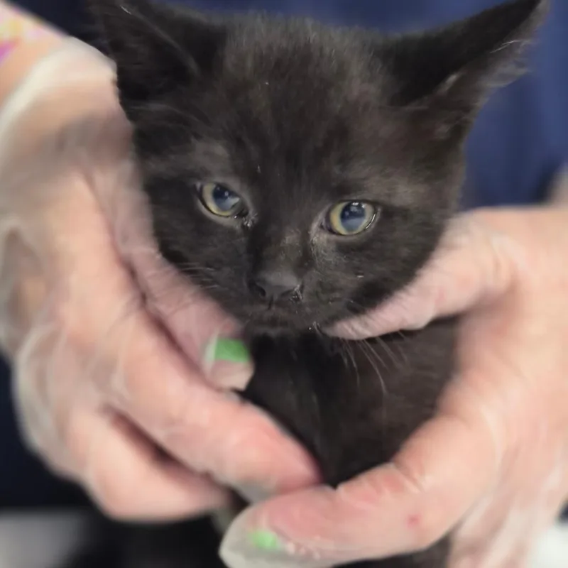 A baby small-sized female Black Domestic Short Hair cat named Quen for adoption in Newark, NJ