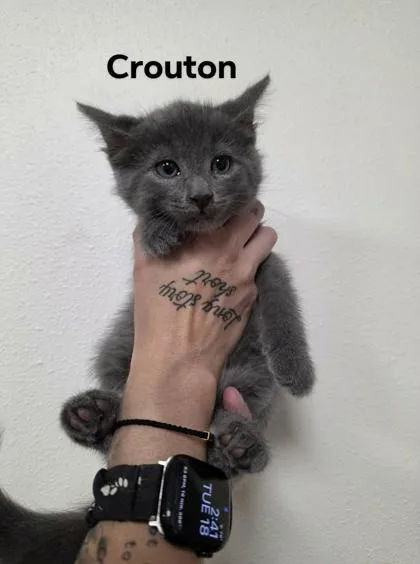 Crouton