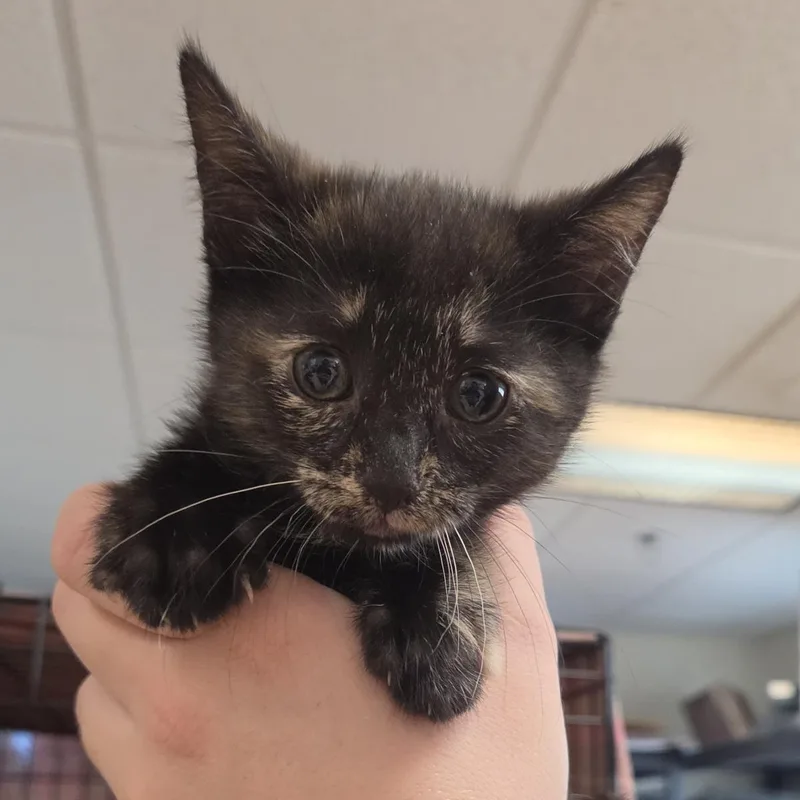 A baby medium-sized female Black Domestic Short Hair cat named Hubble for adoption in Plover, WI