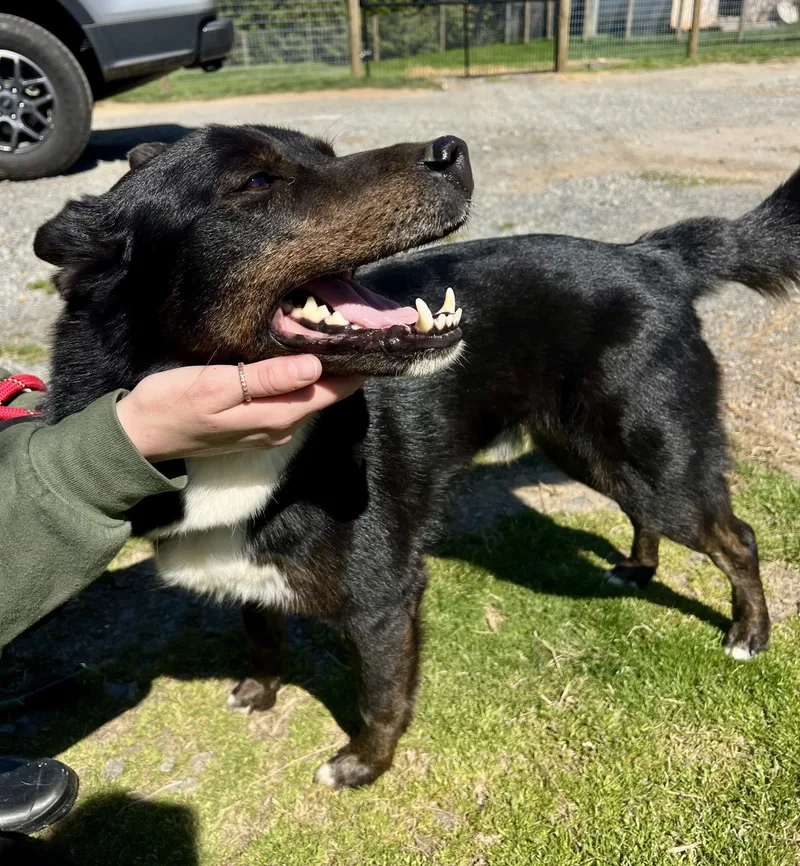 An adult medium-sized male Tricolor (Brown, Black, & White) Australian Shepherd dog named Whiskey for adoption in Sparta, NC