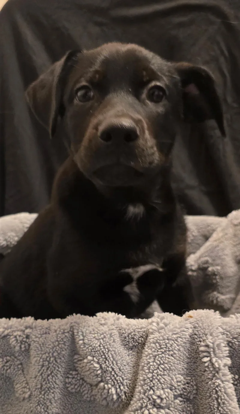 A baby small-sized male Black German Shepherd Dog dog named Hank for adoption in Bloomsdale, MO