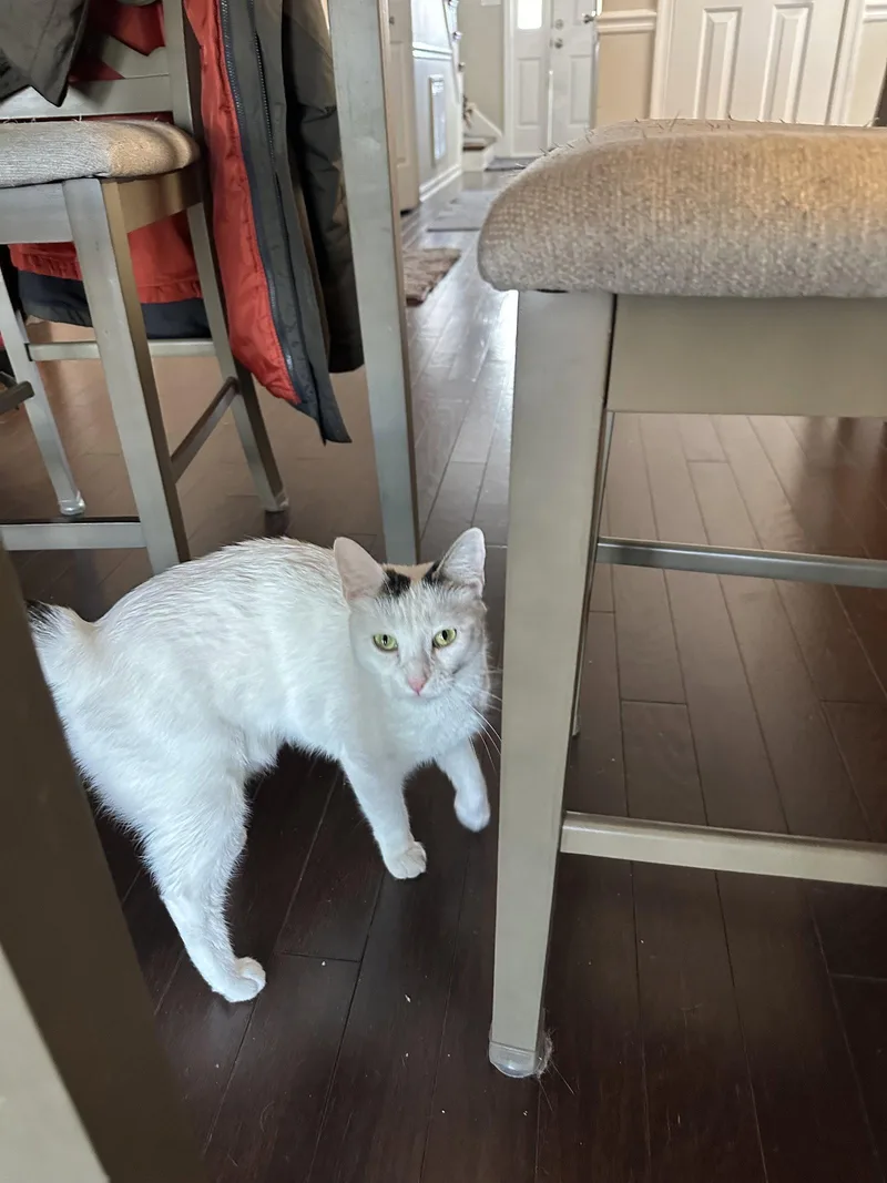 A young medium-sized female American Shorthair cat named Tatiana for adoption in Virginia Beach, VA