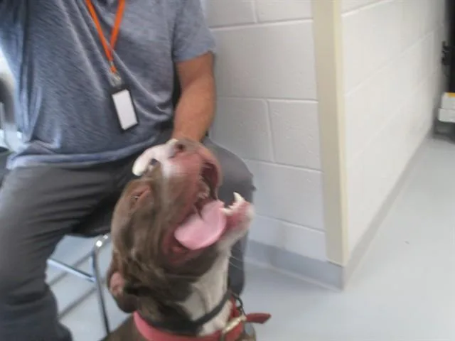 A young large-sized female Pit Bull Terrier dog named Bella for adoption in Ocala, FL