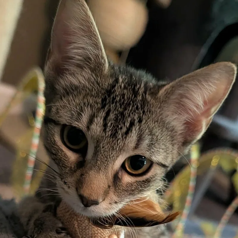 A baby medium-sized female Tabby (Brown / Chocolate) Domestic Short Hair cat named Poppy for adoption in Memphis, TN