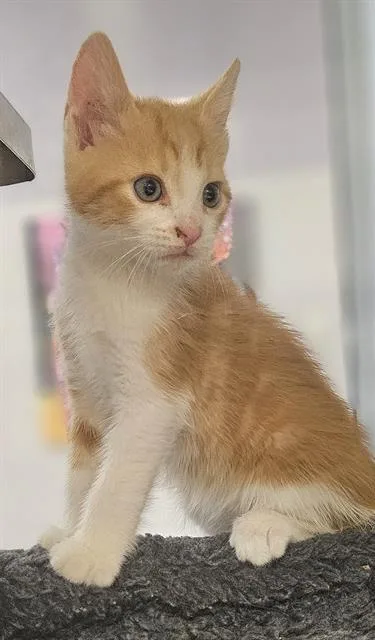 A baby small-sized male Domestic Short Hair cat named Paulie for adoption in Santa Cruz, CA