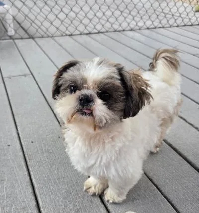 An adult small-sized male White / Cream Shih Tzu dog named Joe for adoption in Gardena, CA