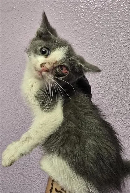A baby small-sized female Gray / Blue / Silver Domestic Short Hair cat named 60924704 for adoption in El Paso, TX