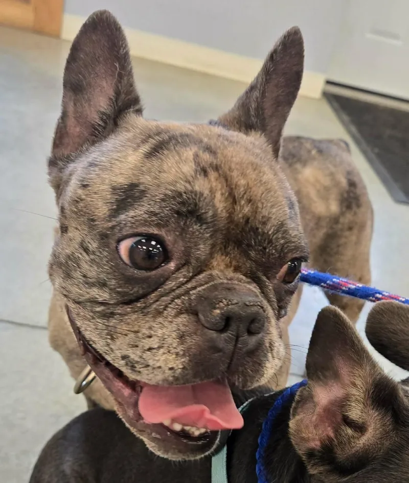 A young medium-sized female Brindle French Bulldog dog named Mocha for adoption in North Olmsted, OH