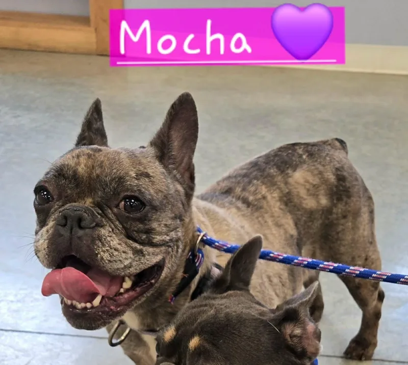 Mocha thumbnail 2