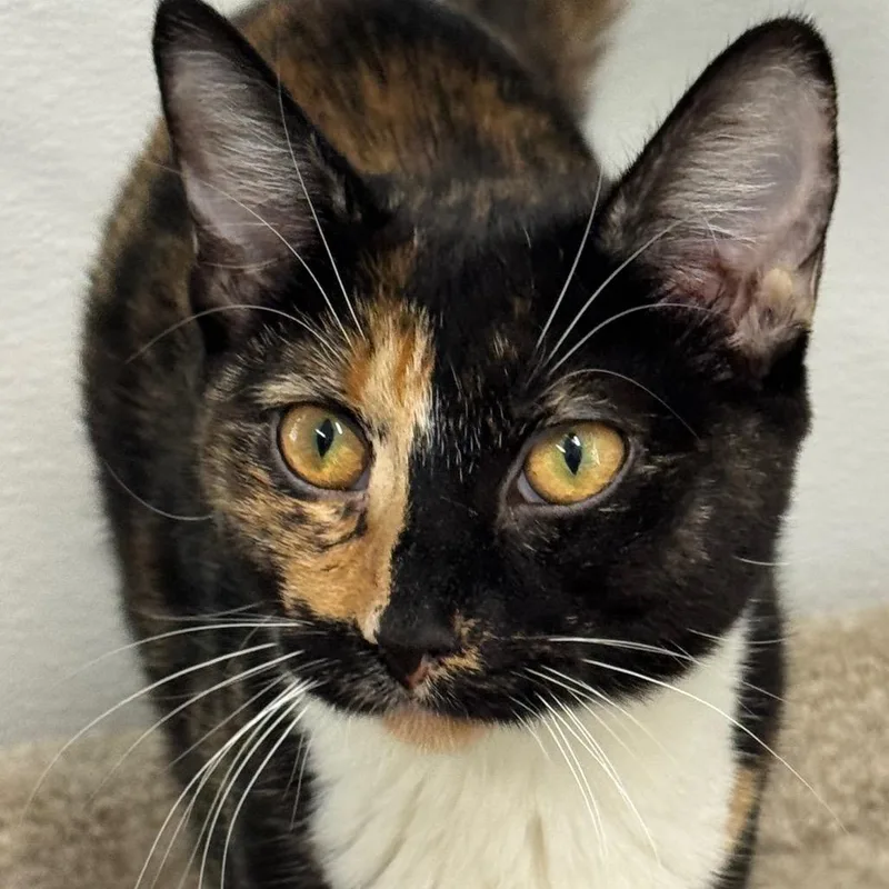 A young medium-sized female Calico Domestic Short Hair cat named Judge Judy for adoption in Decatur, GA
