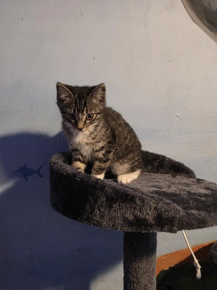 A baby small-sized female Brown / Chocolate Domestic Short Hair cat named Stardust for adoption in Dallas, TX