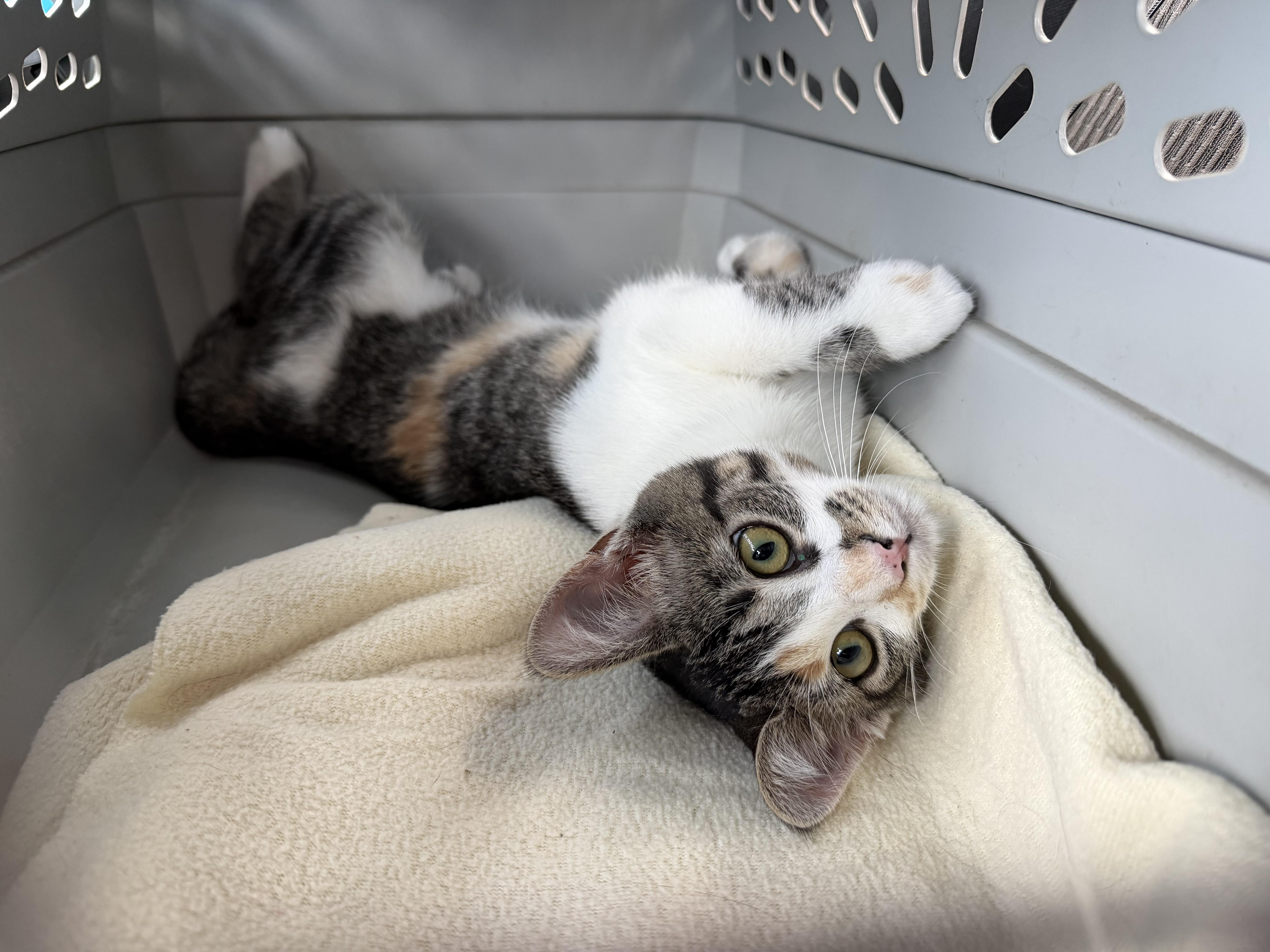 A baby medium-sized female Calico Domestic Short Hair cat named Sharon for adoption in fennville, MI