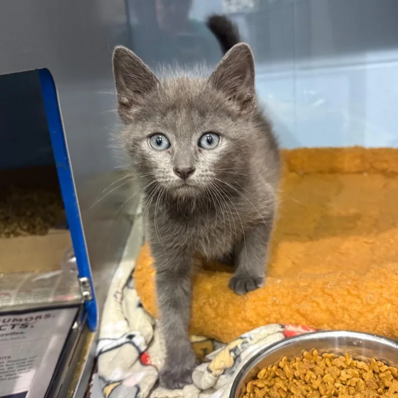 A baby small-sized male Gray / Blue / Silver Domestic Medium Hair cat named Neptune Meet me for adoption in Buffalo, MN