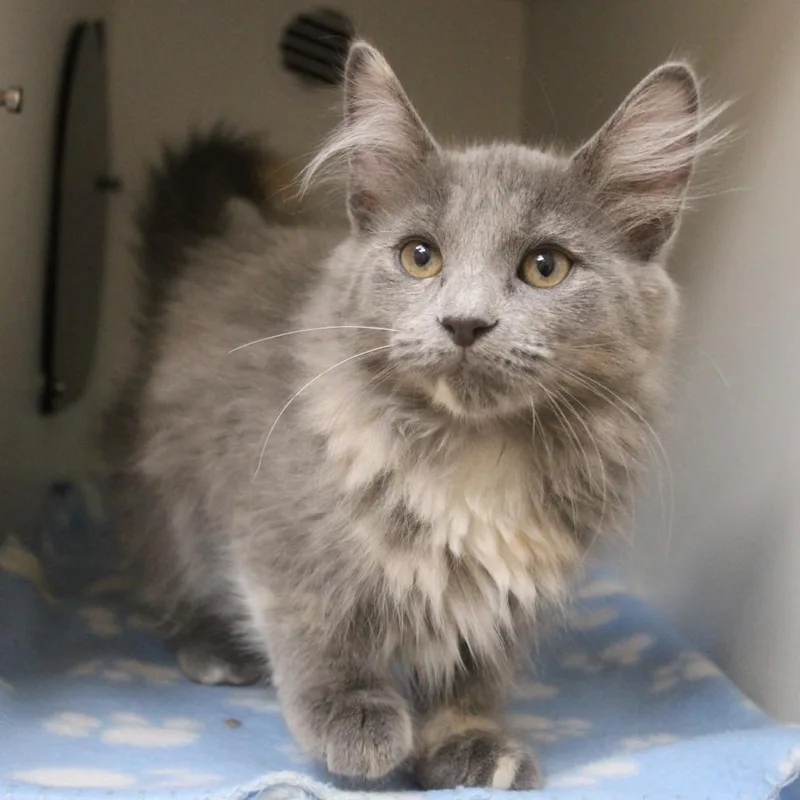 A baby small-sized female Domestic Medium Hair cat named Sailor Jupiter for adoption in Champaign, IL