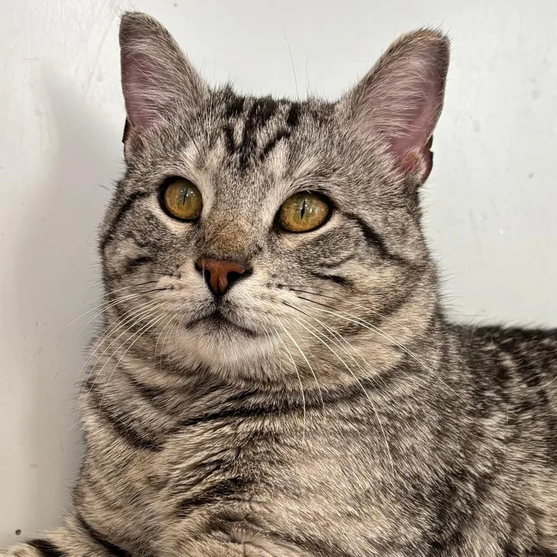 An adult large-sized male Gray / Blue / Silver Domestic Short Hair cat named George Clooney for adoption in Naperville, IL