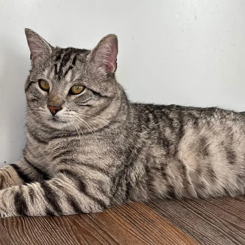 George Clooney thumbnail 2