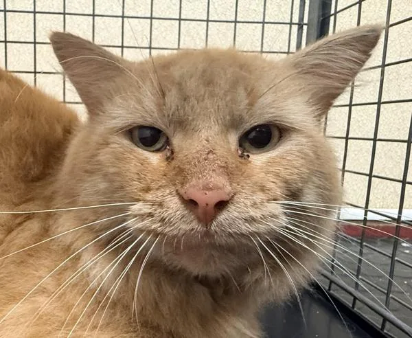 An adult small-sized male Domestic Medium Hair cat named Poe for adoption in Salisbury, MD