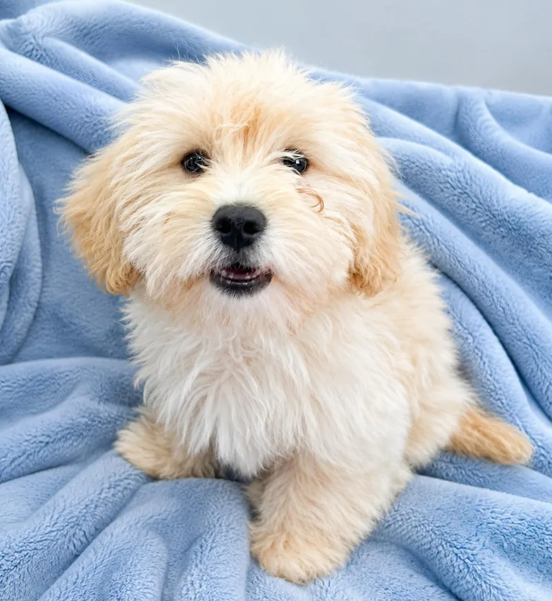 A baby small-sized male Apricot / Beige Maltipoo dog named Brady for adoption in Greensboro, NC