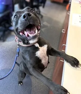 An adult large-sized female Pit Bull Terrier dog named Stevia for adoption in Seattle, WA