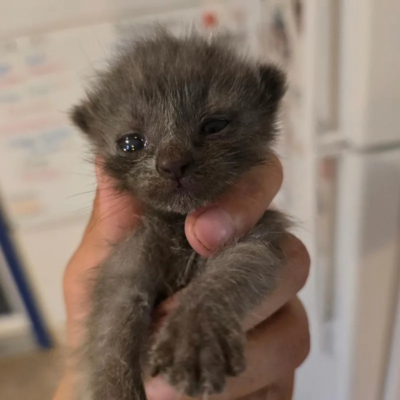 A baby small-sized female Gray / Blue / Silver Domestic Short Hair cat named Gladys for adoption in Hanna City, IL