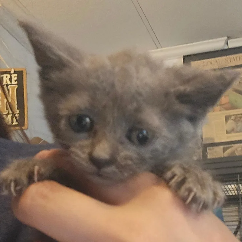 Gladys thumbnail 2