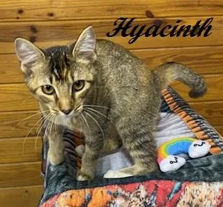 A young medium-sized female Abyssinian cat named Hyacinth for adoption in Southern Pines, NC