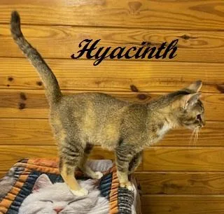 Hyacinth thumbnail 2